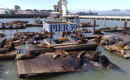 california sea lions at pier 39 in san francisco