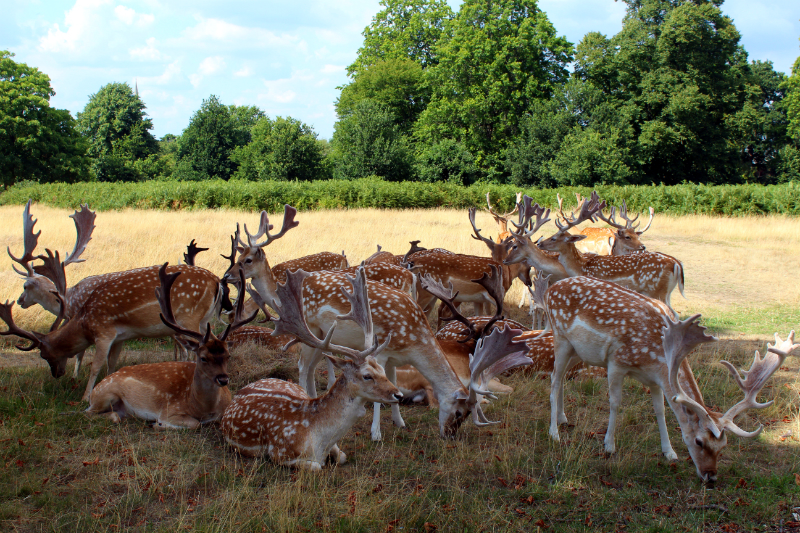 deers in Richmond Park in London