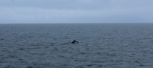 whale watching in Iceland
