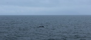 whale watching in Iceland