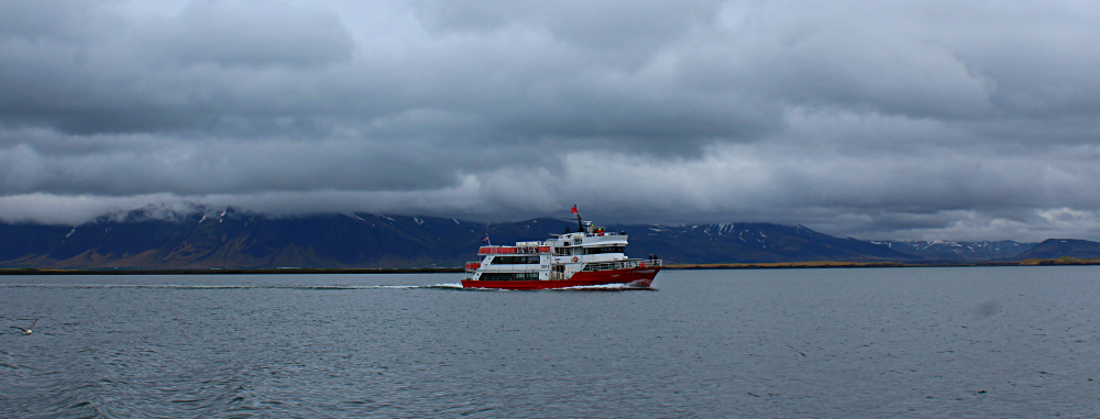 Whale watching tour in Iceland