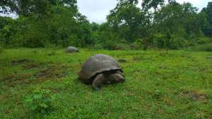 El Chato Tortoise Reserve on the Galapagos Islands