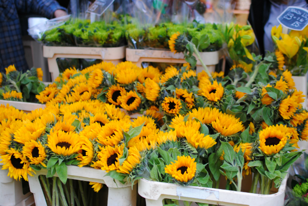 sun flowers at Columbia Road flowers market