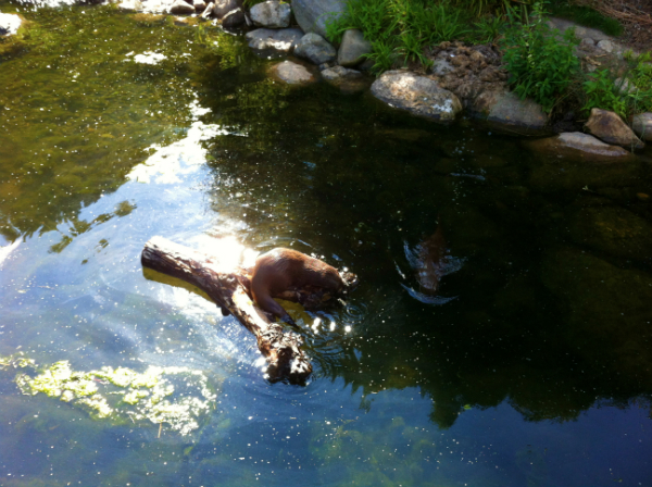 Otters at Barnes Wetland Centre
