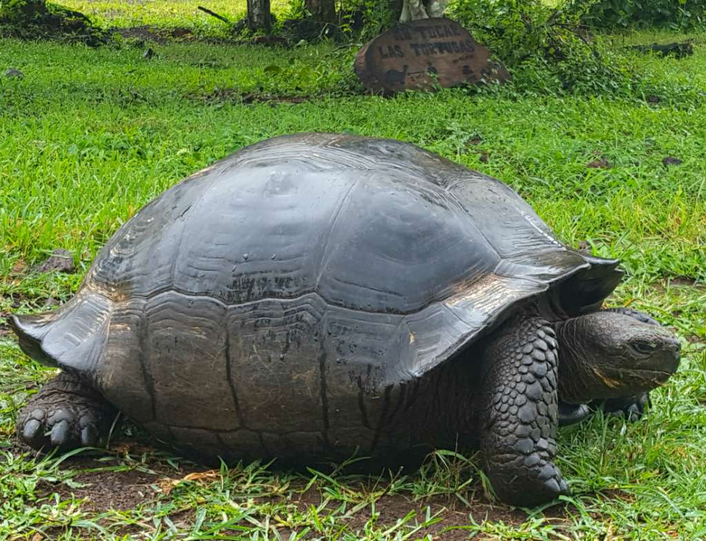 El Chato Tortoise Reserve on the Galapagos Islands