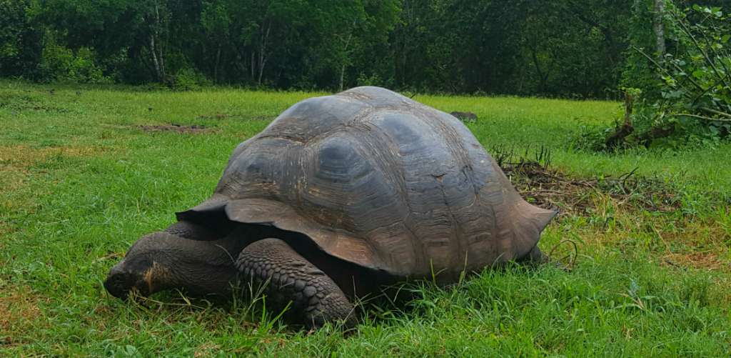 El Chato Tortoise Reserve on the Galapagos Islands