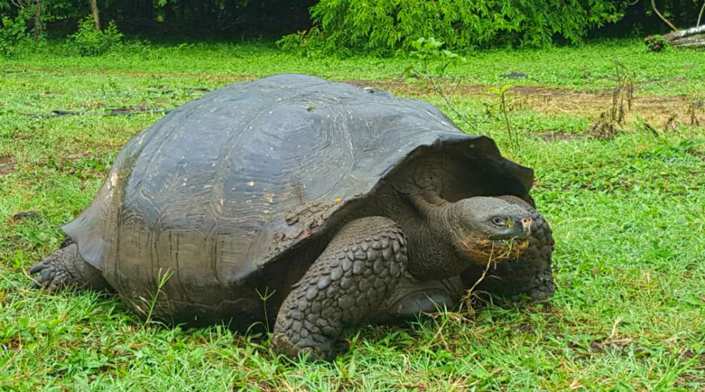 galapagos tortoise